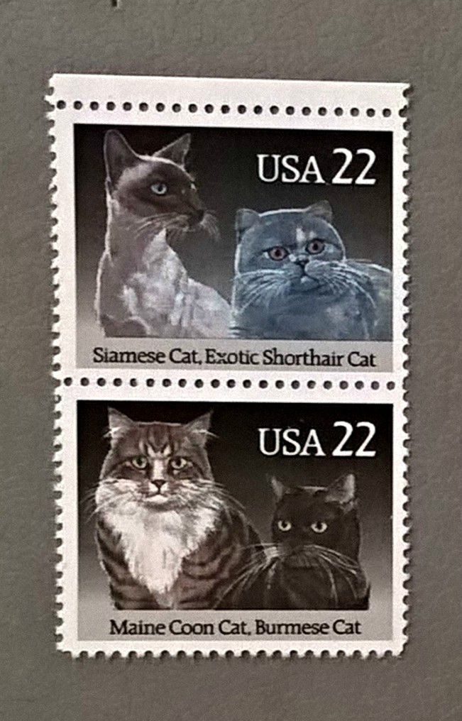 США Фауна Коты Кошки - фото фото фото 0