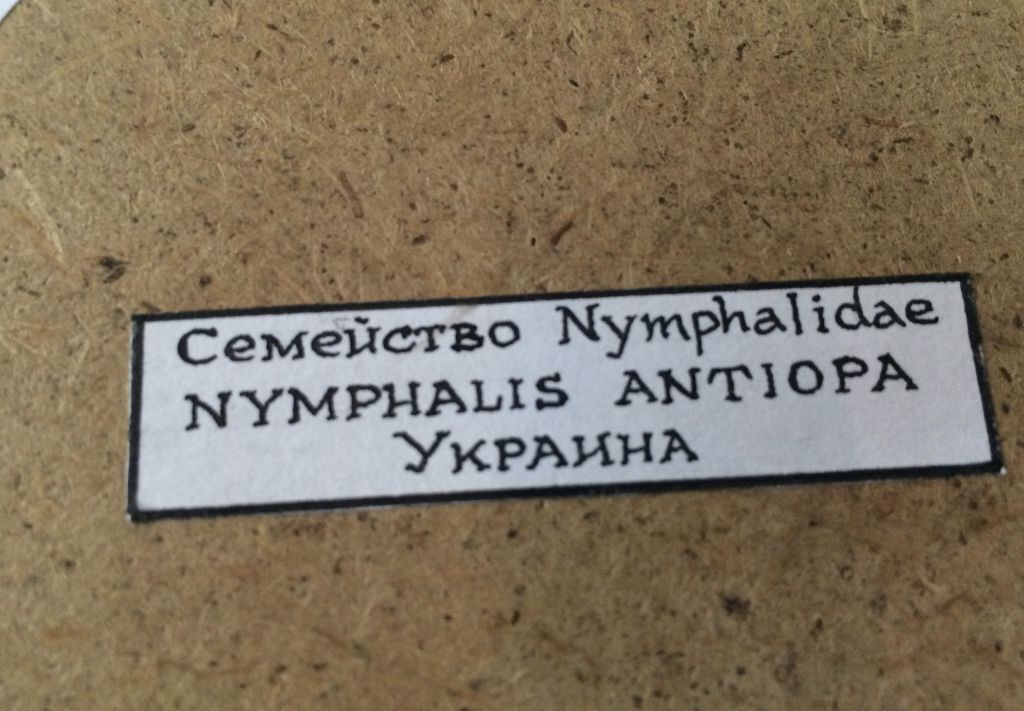 Бабочка под стеклом Nymphalis antiopa   ( Траурница ) - фото фото фото 3