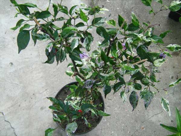 Семена перца острого декоративного: Purple Tiger - фото фото фото 2