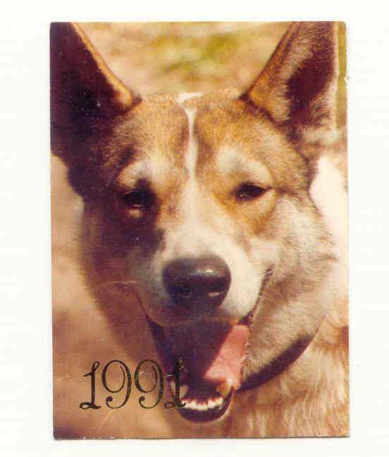 СССР 1991 Календарик Флора Фауна Собака - фото фото фото 0
