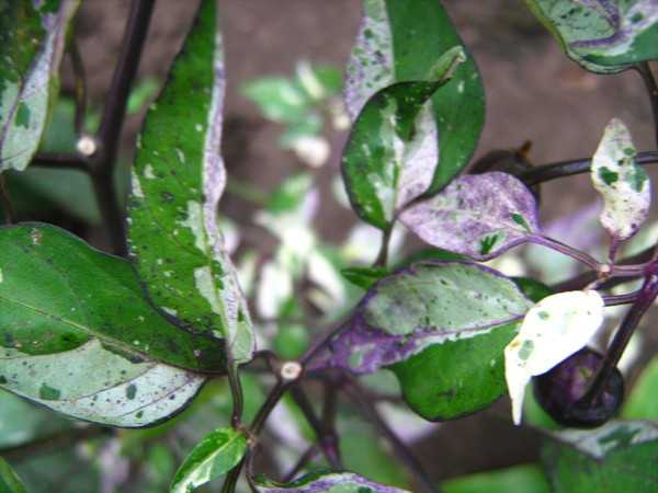 Семена перца острого декоративного: Purple Tiger - фото фото фото 1