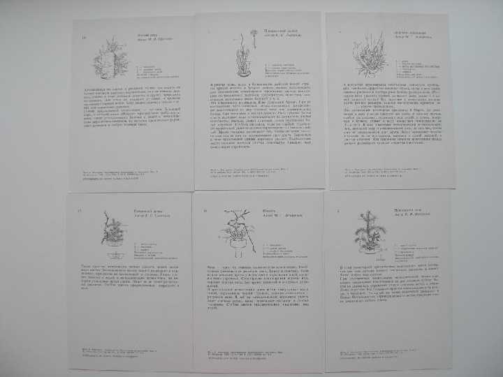 Открытки СССР Аранжировка композиции из растений - фото фото фото 2