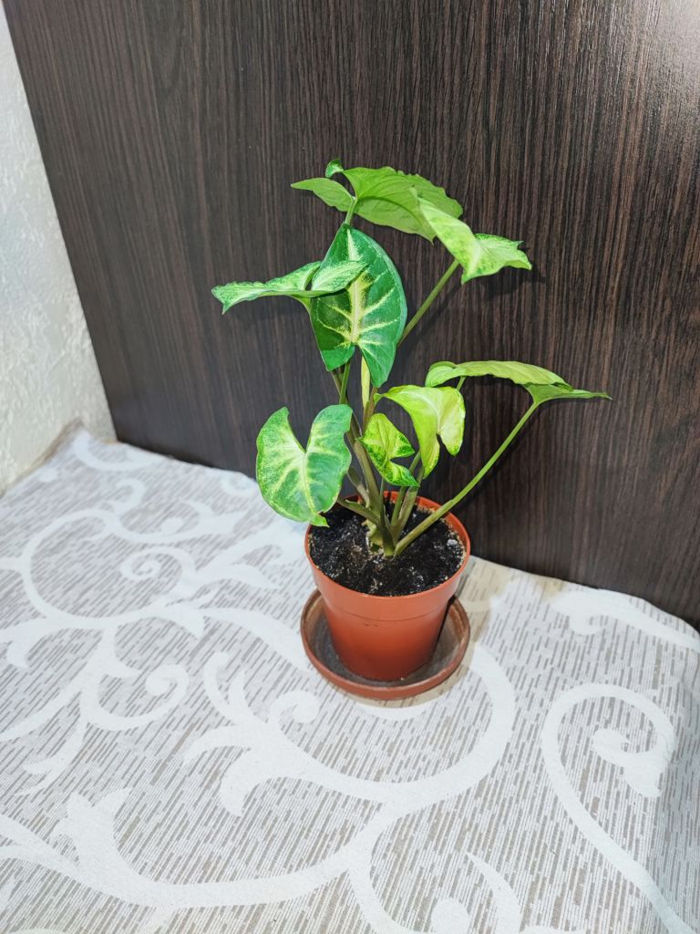 Сингоніум ніжколистий  (syngonium podophyllum) - фото фото фото 3