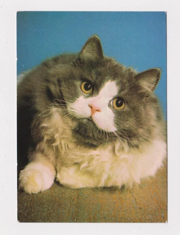 КОШКА - КОТ  ЧЕХОСЛОВАКИЯ  чистая  - фото фото фото 0
