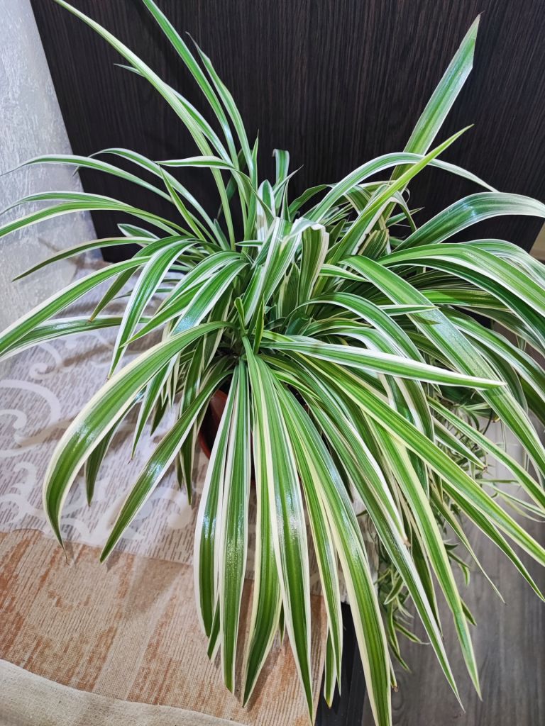 Хлорофітум Чубатий Оушен  (chlorophytum comosum ocean) - фото фото фото 2
