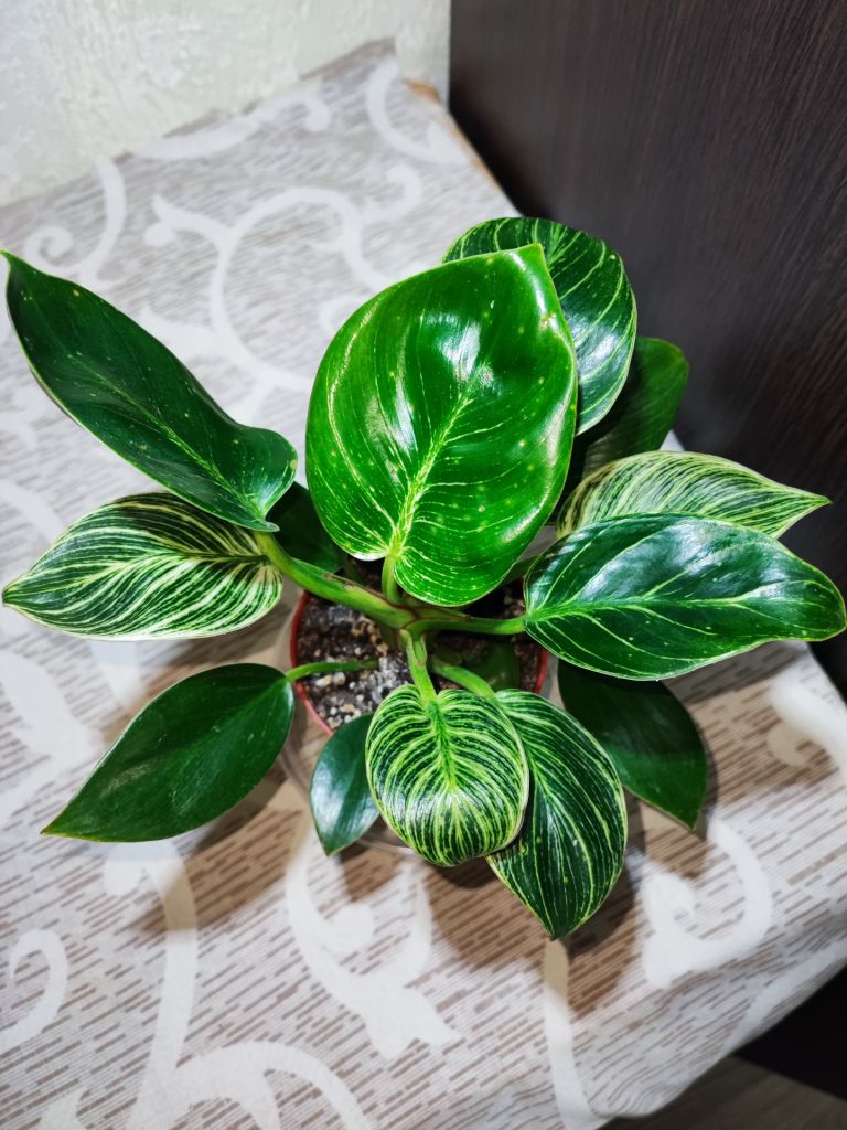 Філодендрон Біркін     (philodendron birkin) - фото фото фото 2