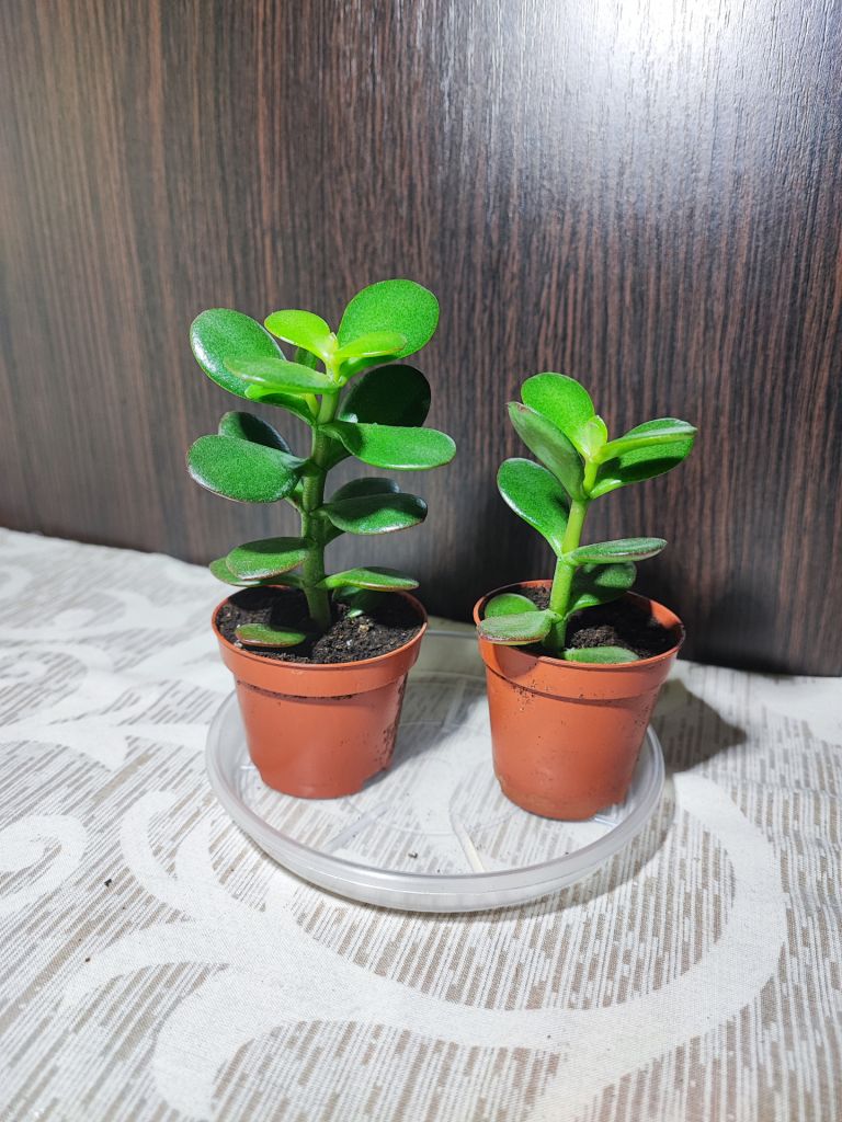Крассула овата  (crassula ovata) - фото фото фото 0