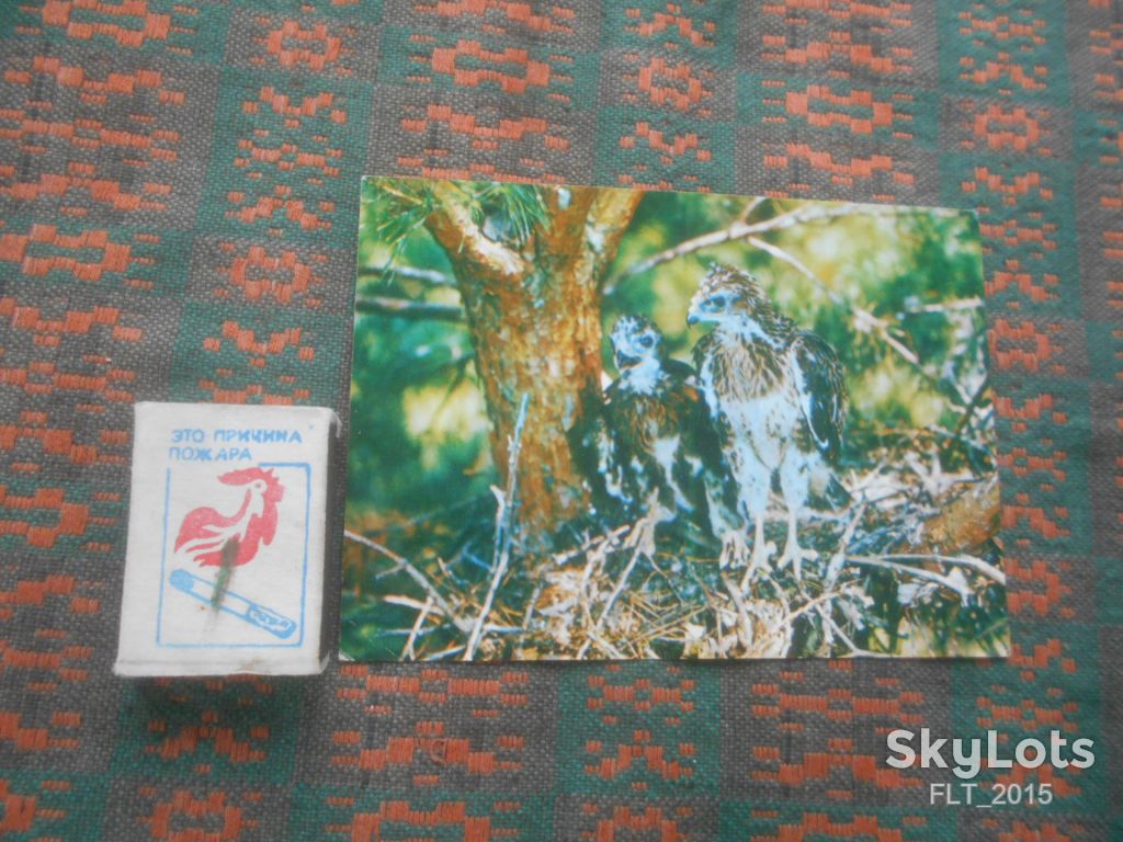 Птенцы канюка     1982  г. - фото фото фото 0