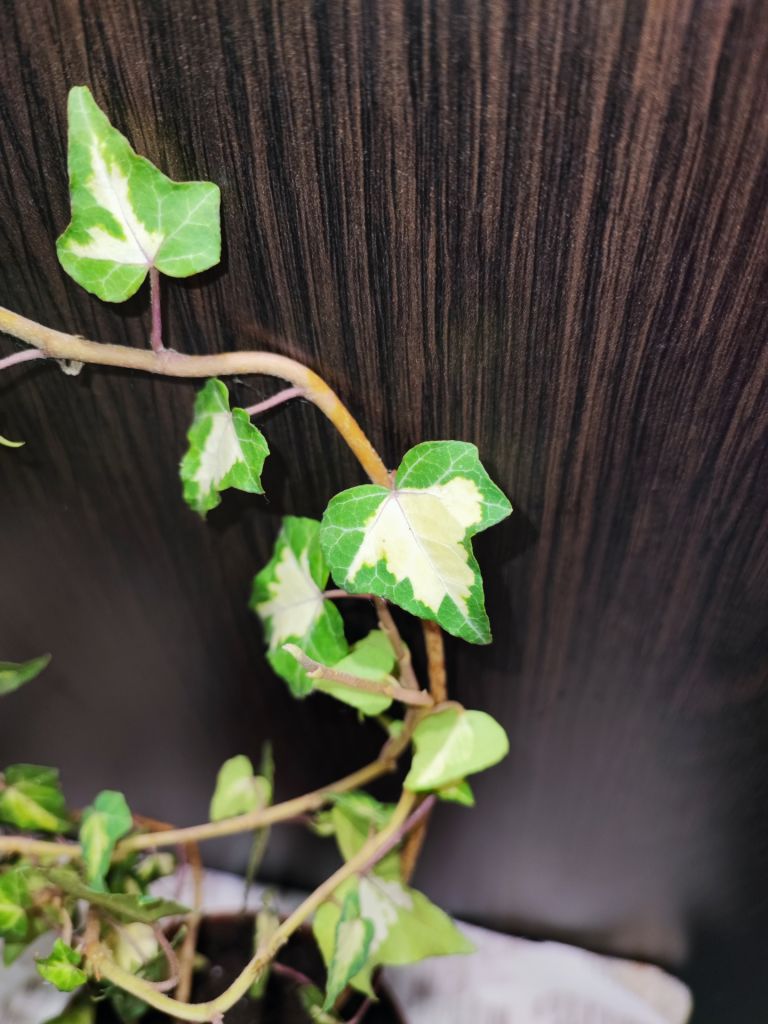Плющ звичайний варієгатний  (hedera helix variegata) - фото фото фото 1