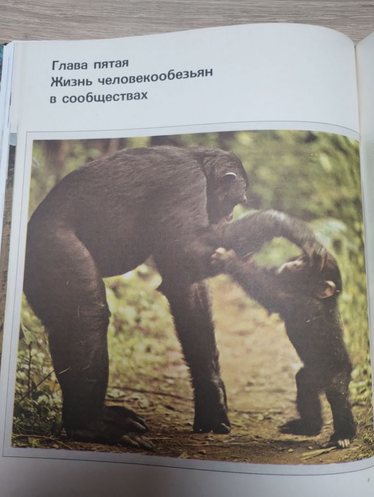 Возникновение человека : Недостающее звено - фото фото фото 4
