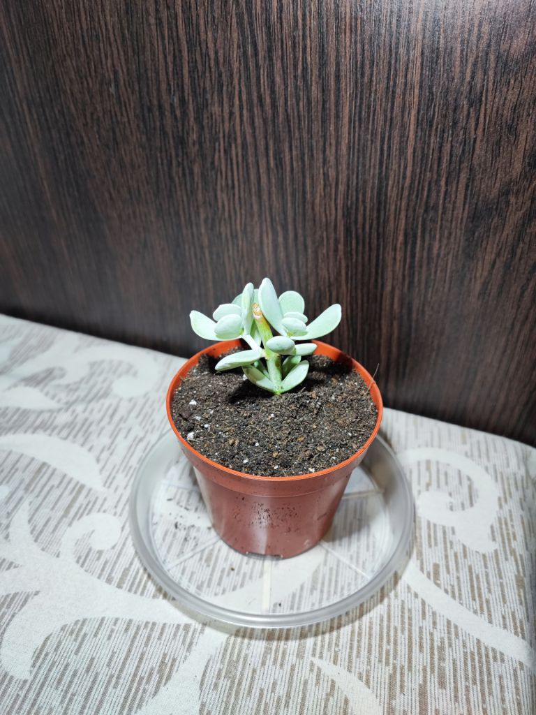Котиледон орбікулата   (cotyledon orbiculata) - фото фото фото 2