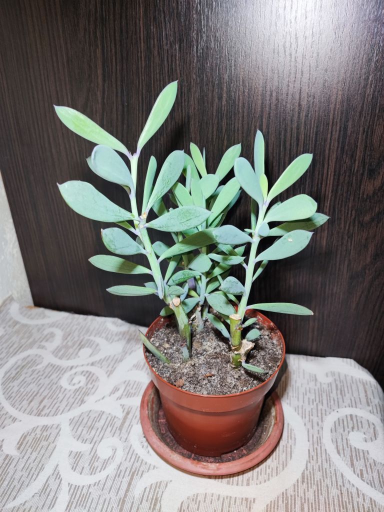 Сенеціо    (Хрестовник) Фікоїдес    (senecio ficoides mount everest) - фото фото фото 3