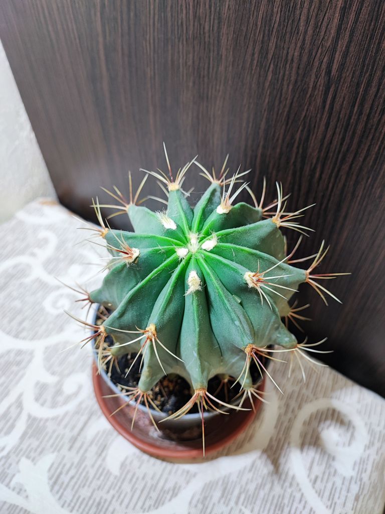 Кактус    (ferocactus) - фото фото фото 1