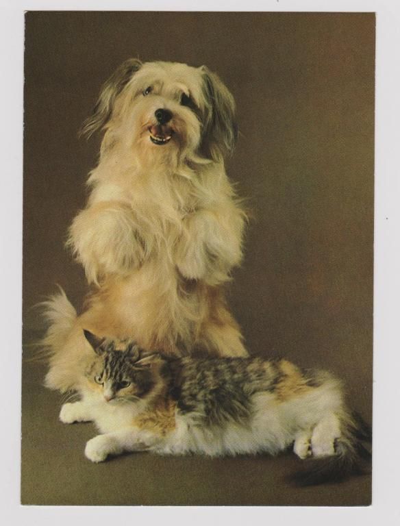 ДРУЗЬЯ  КОТ - КОШКА - СОБАКА  1990 г.  ТКАЧЕНКО  чистая  - фото фото фото 0