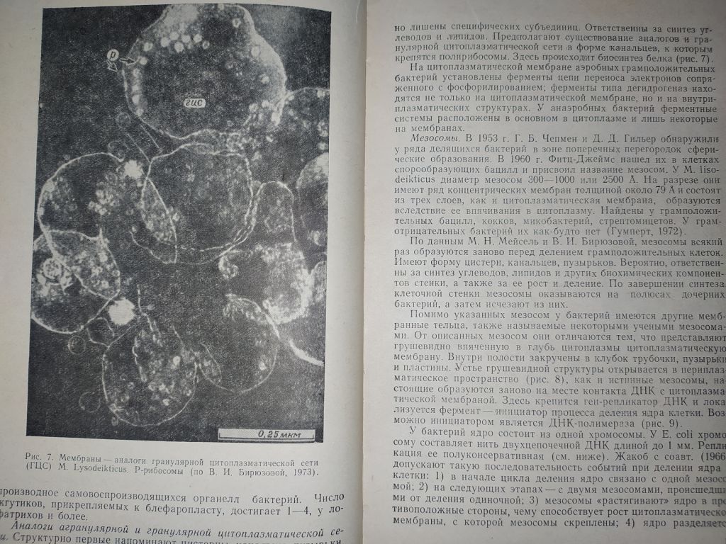 книга: ОСНОВЫ ОБЩЕЙ МИКРОБИОЛОГИИ, ВИРУСОЛОГИИ И ИММУНОЛОГИИ. II-е изд. 1977г. - фото фото фото 5