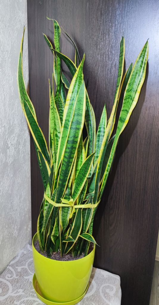 Сансевієрія     (sansevieria trafasciata laurentii) - фото фото фото 2