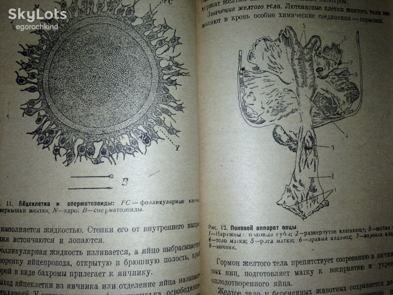 книга: ИСКУССТВЕННОЕ ОСЕМЕНЕНИЕ ОВЕЦ В КОЛХОЗАХ 1934г. - фото фото фото 8