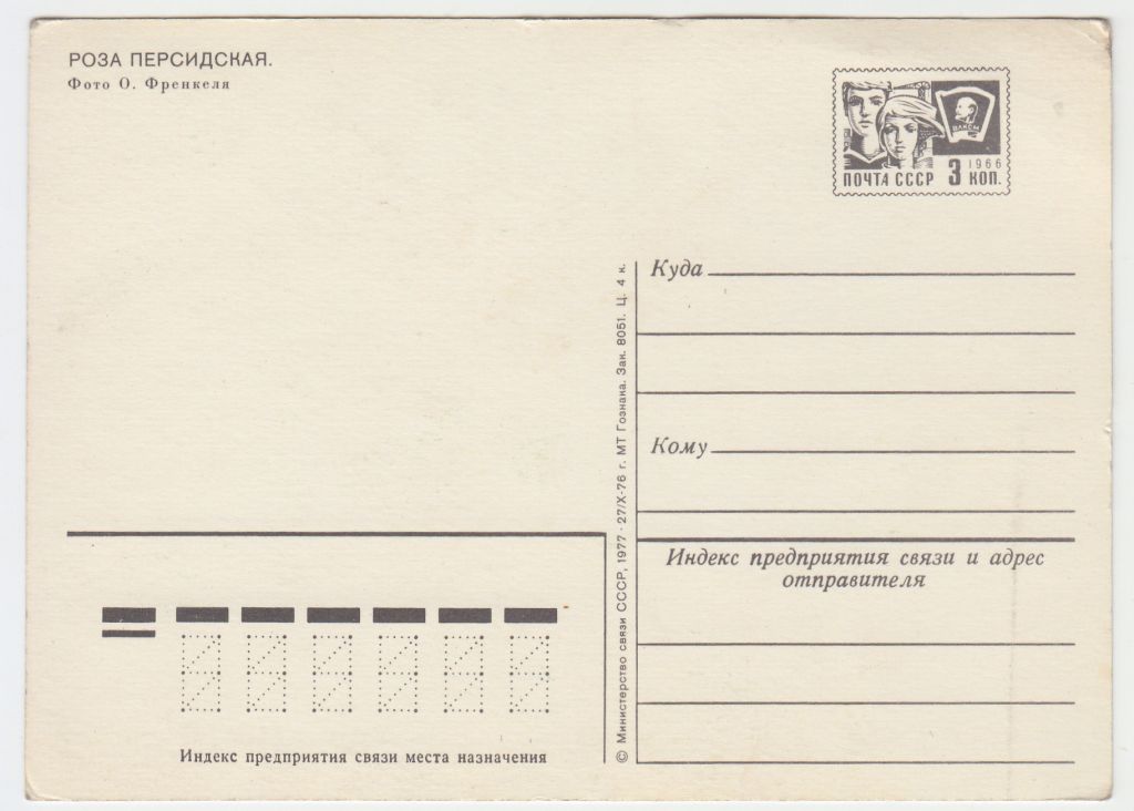 Роза персидская 1977 Френкель Цветы P11 - фото фото фото 1