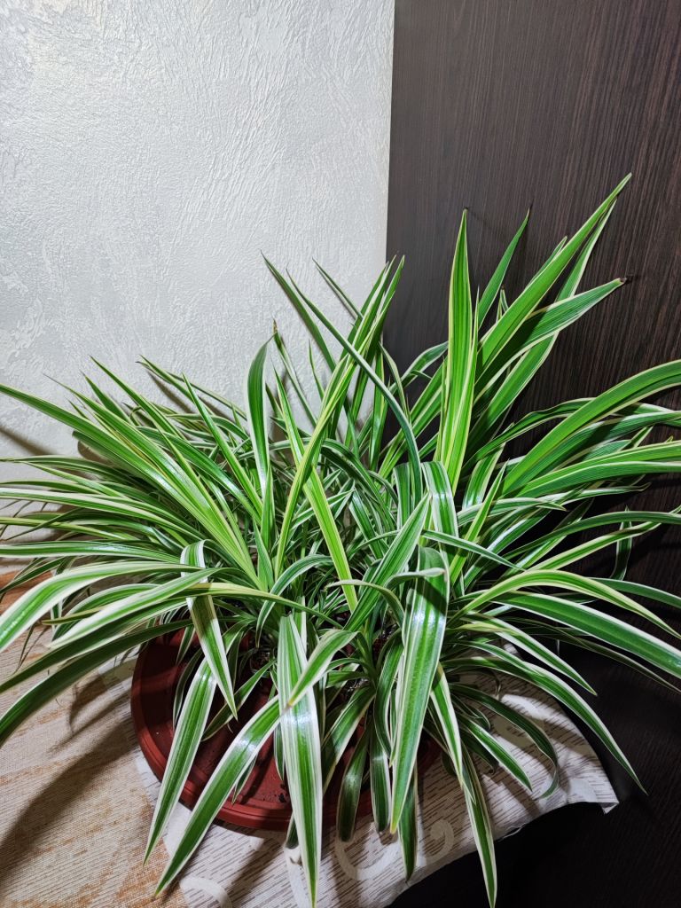 Хлорофітум Чубатий Оушен     (chlorophytum comosum ocean) - фото фото фото 4