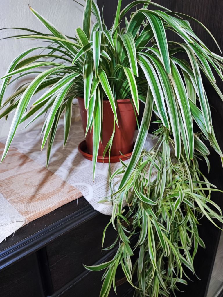 Хлорофітум Чубатий Оушен  (chlorophytum comosum ocean) - фото фото фото 3