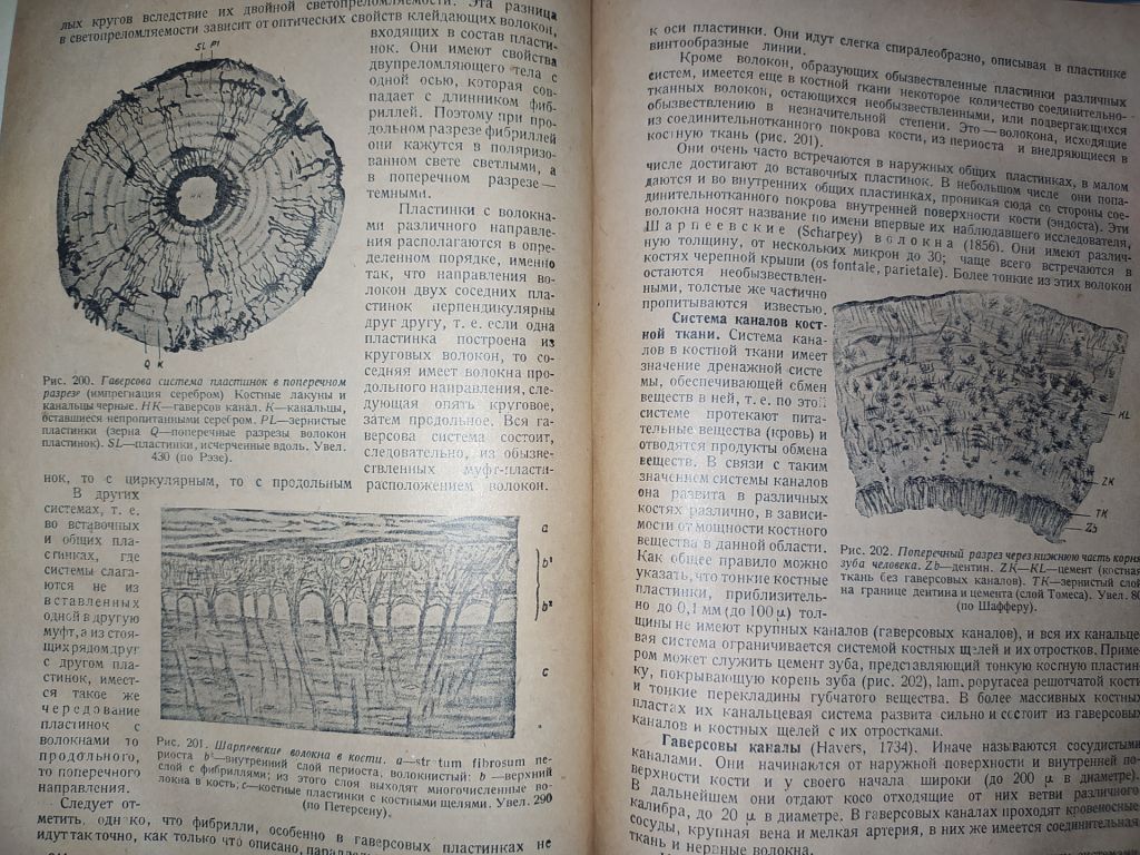 книга: ОСНОВЫ ГИСТОЛОГИИ И ГИСТОГЕНЕЗА ЧЕЛОВЕКА. Часть I. 1931г. - фото фото фото 14
