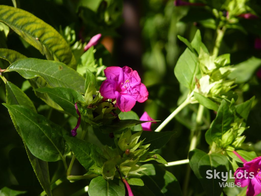 Panasonic DMC-FZ30          (12хUltraZoom, CCD, Leica Lens, LCD, RAW) . - фото фото фото 6