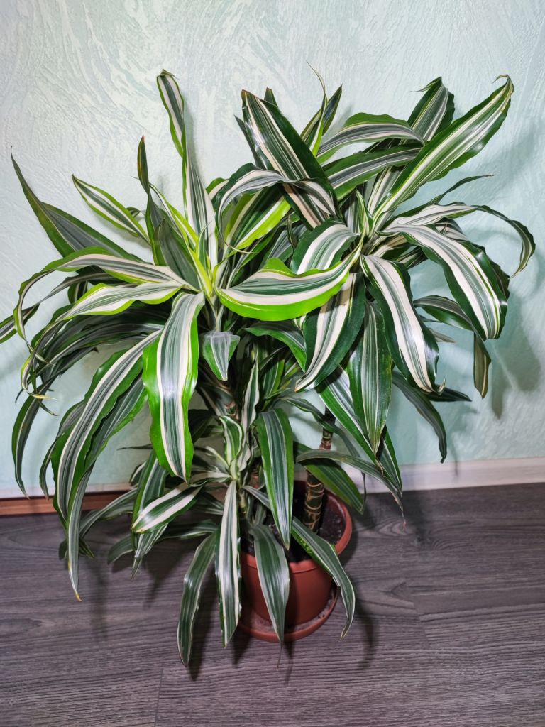 Драцена запашна    (dracaena fragrans), 3 ствола - фото фото фото 2