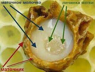 Пчелиное Маточное Молочко - фото фото фото 4
