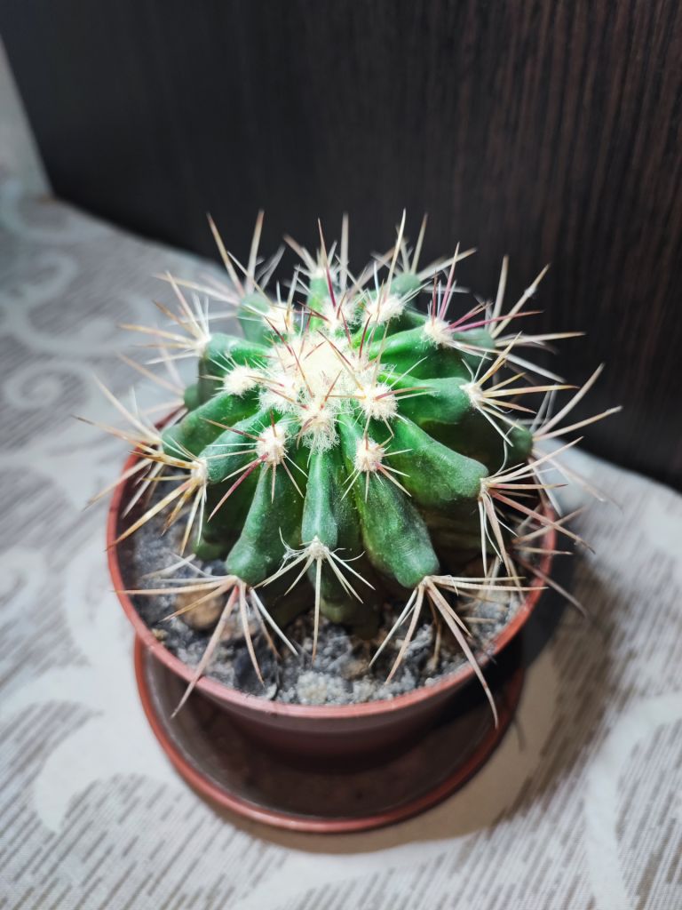 Кактус     (ferocactus) - фото фото фото 2