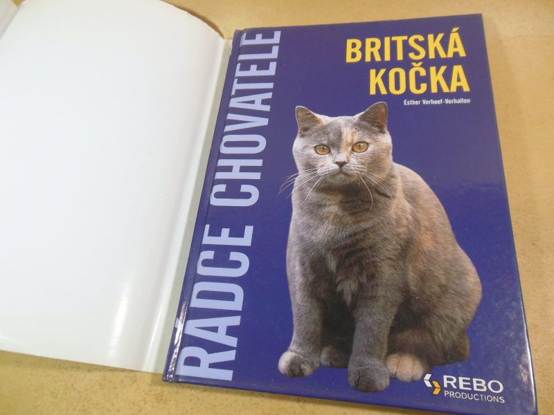 BRITSKÁ KOČKA  (Британська кішка) - фото фото фото 8