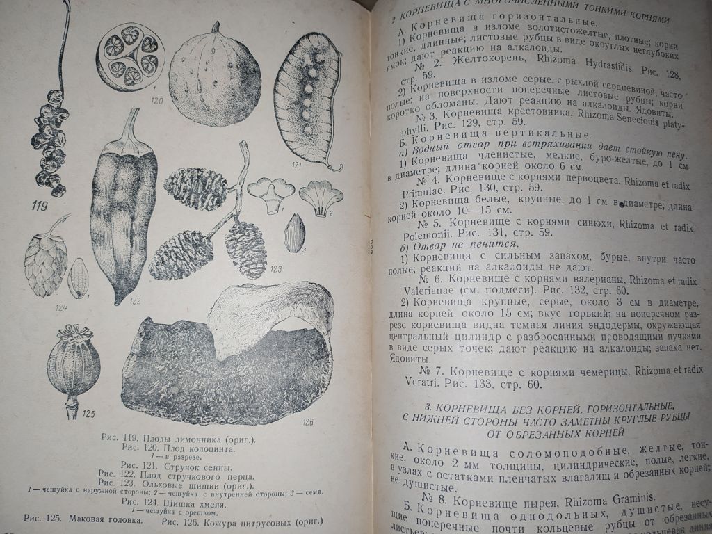 книга: ОПРЕДЕЛИТЕЛЬ РАСТИТЕЛЬНОГО ЛЕКАРСТВЕННОГО СЫРЬЯ 1952г. - фото фото фото 6