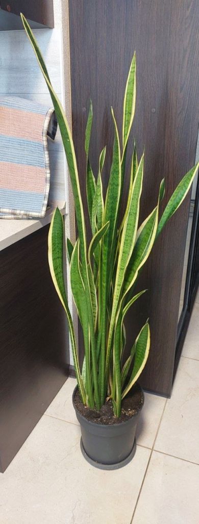 Сансевієрія трисмугова   (sansevieria trafasciata laurentii) - фото фото фото 3