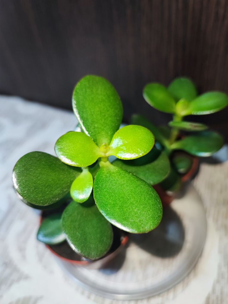 Крассула овата  (crassula ovata) - фото фото фото 3