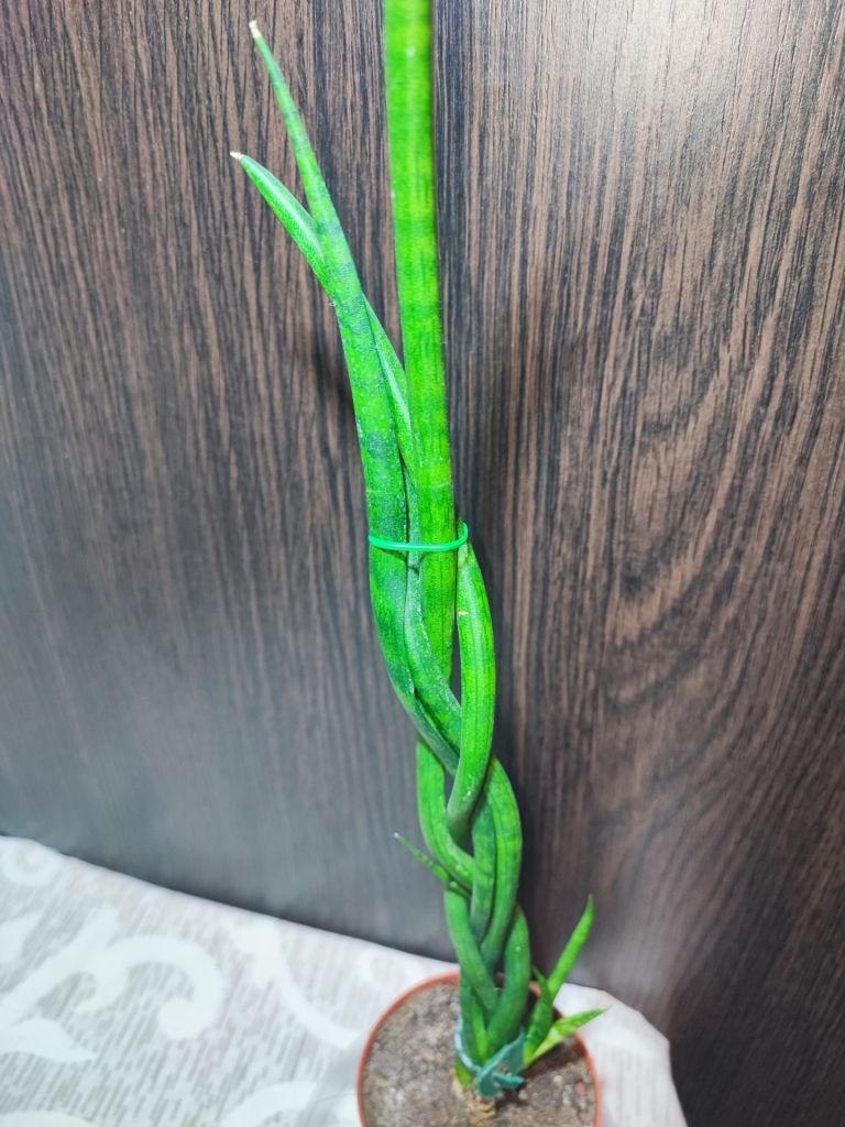 Сансевієрія Діжитаріум      (sansevieria digitorum) - фото фото фото 1