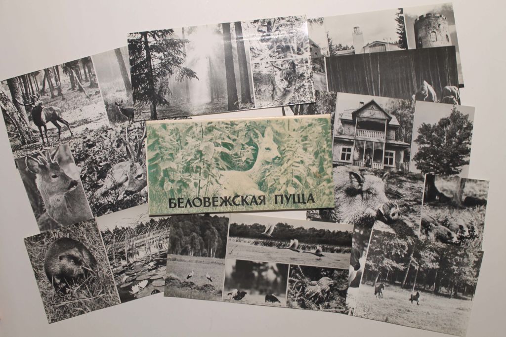 Беловежская пуща. Набір откриток 1977 рік - фото фото фото 0