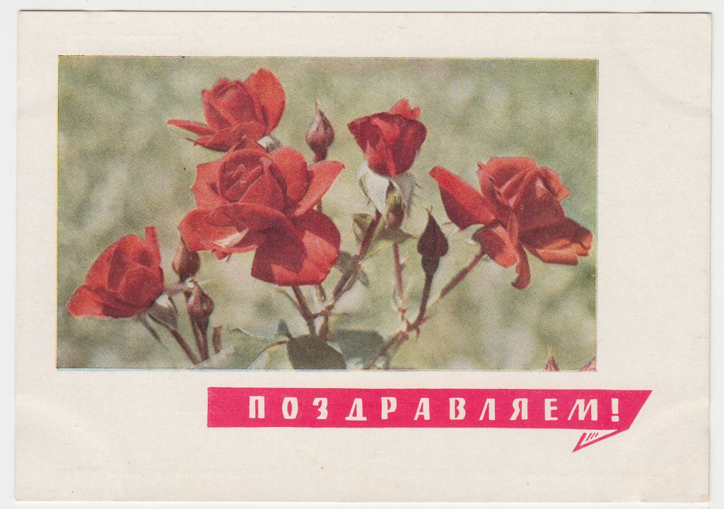 Розы Поздравляем Цветы 1968 Дергилев Матанова Р11А - фото фото фото 0