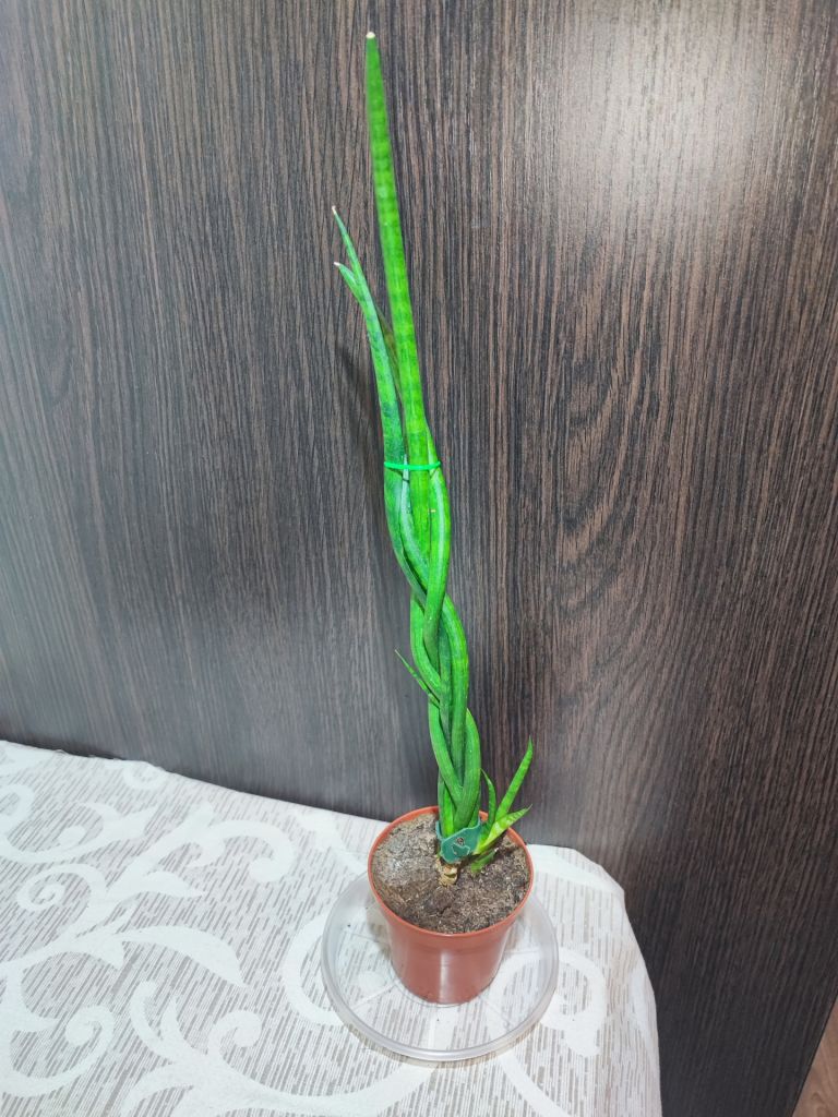 Сансевієрія Діжитаріум      (sansevieria digitorum) - фото фото фото 0