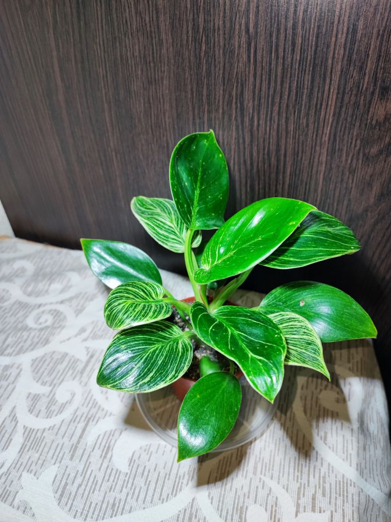 Філодендрон Біркін     (philodendron birkin) - фото фото фото 3