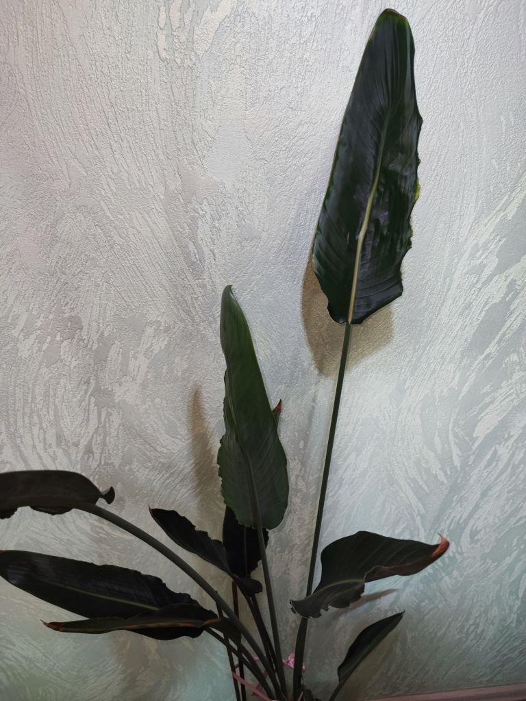 Стреліція королівська    (strelitzia reginae) - фото фото фото 4