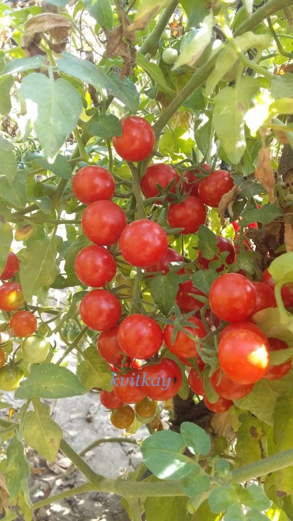 Насiння томату Iva`s Red Berry - фото фото фото 1