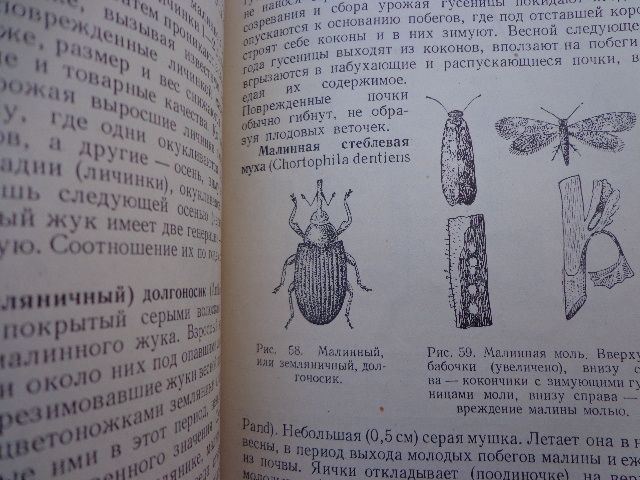 книга "Малина ежевика" - фото фото фото 3