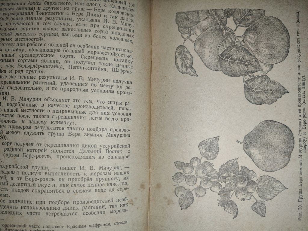 книга: ПЛОДОВОДСТВО И ЯГОДОВОДСТВО. VII - изд. 1947г. - фото фото фото 5