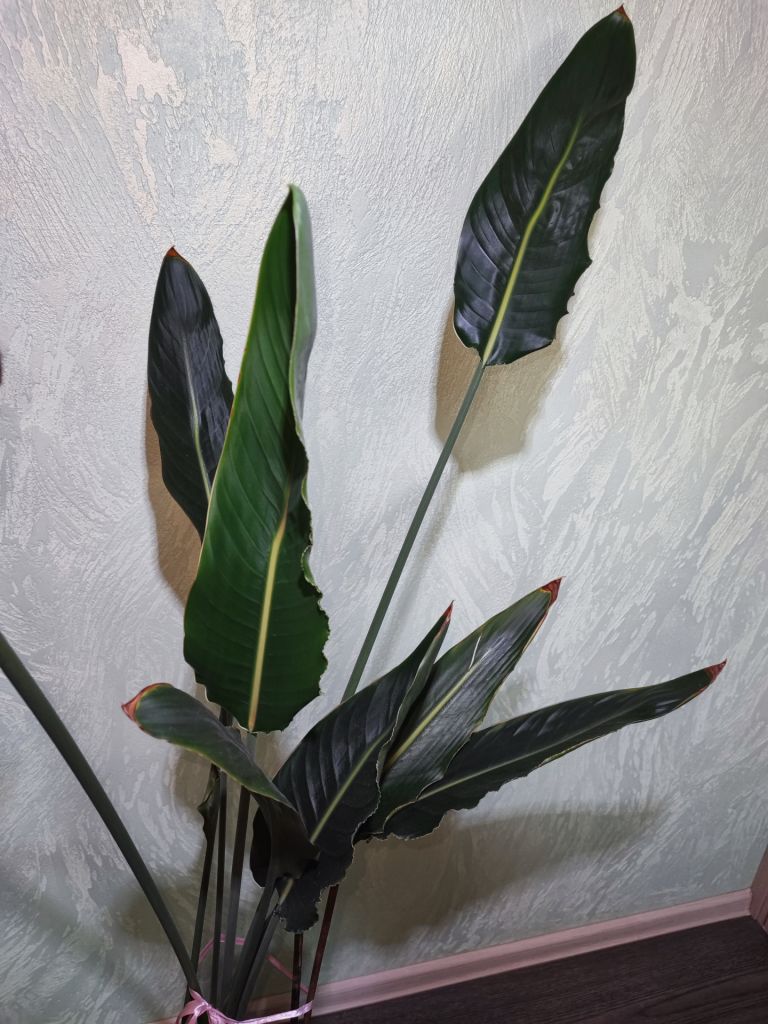 Стреліція королівська    (strelitzia reginae) - фото фото фото 2
