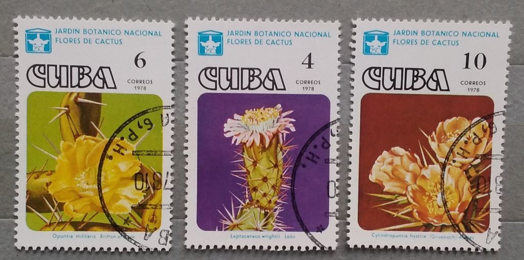 Куба 1978 г - цветущие кактусы - фото фото фото 2