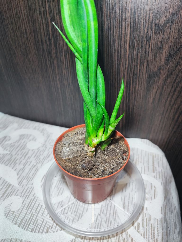 Сансевієрія Діжитаріум      (sansevieria digitorum) - фото фото фото 2