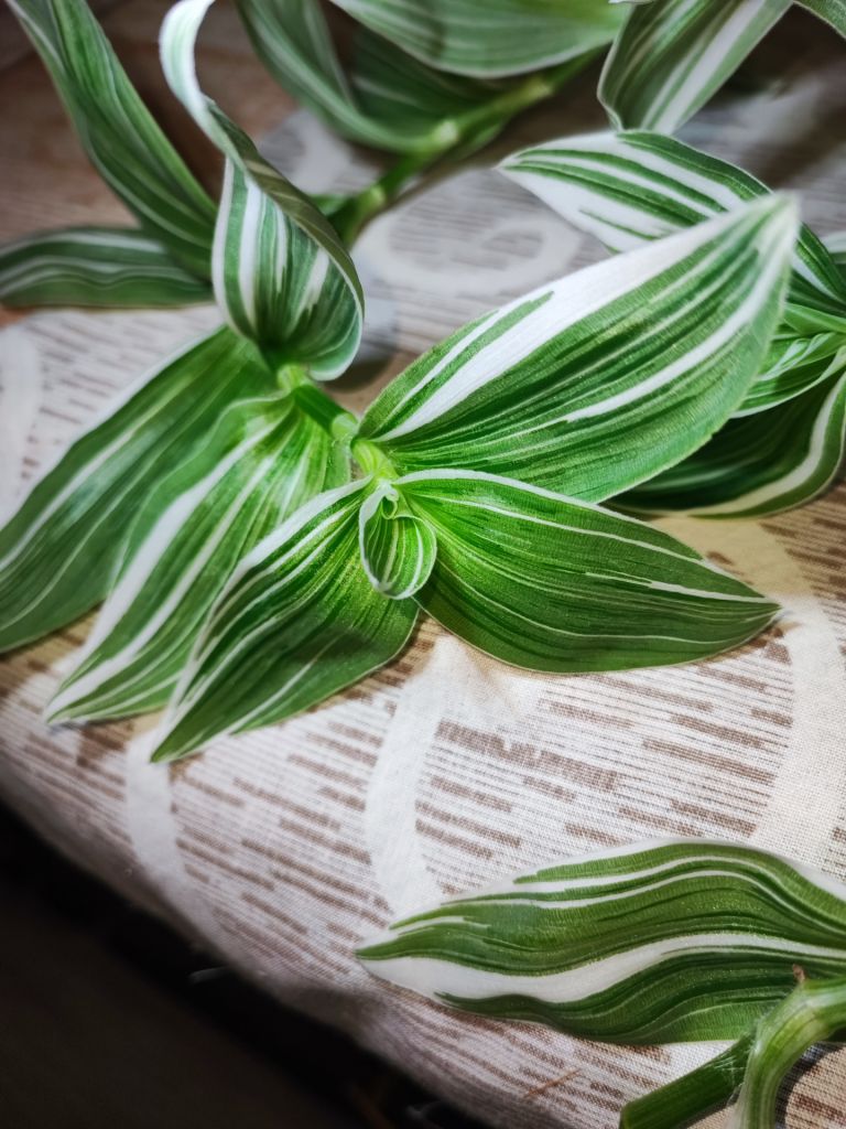 Традесканція Альбовітата      (tradescantia fluminensis albovittata) - фото фото фото 1
