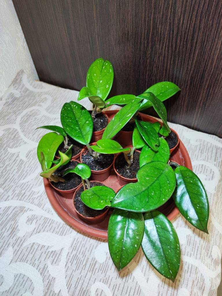 Хойя карноза     (hoya carnosa) - фото фото фото 3