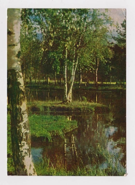 ПОДМОСКОВЬЕ - МОЛОДЫЕ БЕРЕЗКИ  1962 г.  фото Л.РАСКИН  чистая  - фото фото фото 0