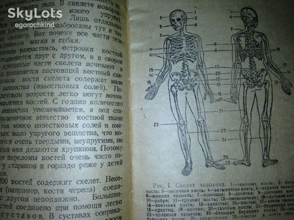 книга: СТРОЕНИЕ ТЕЛА ЧЕЛОВЕКА 1946г.; - фото фото фото 3