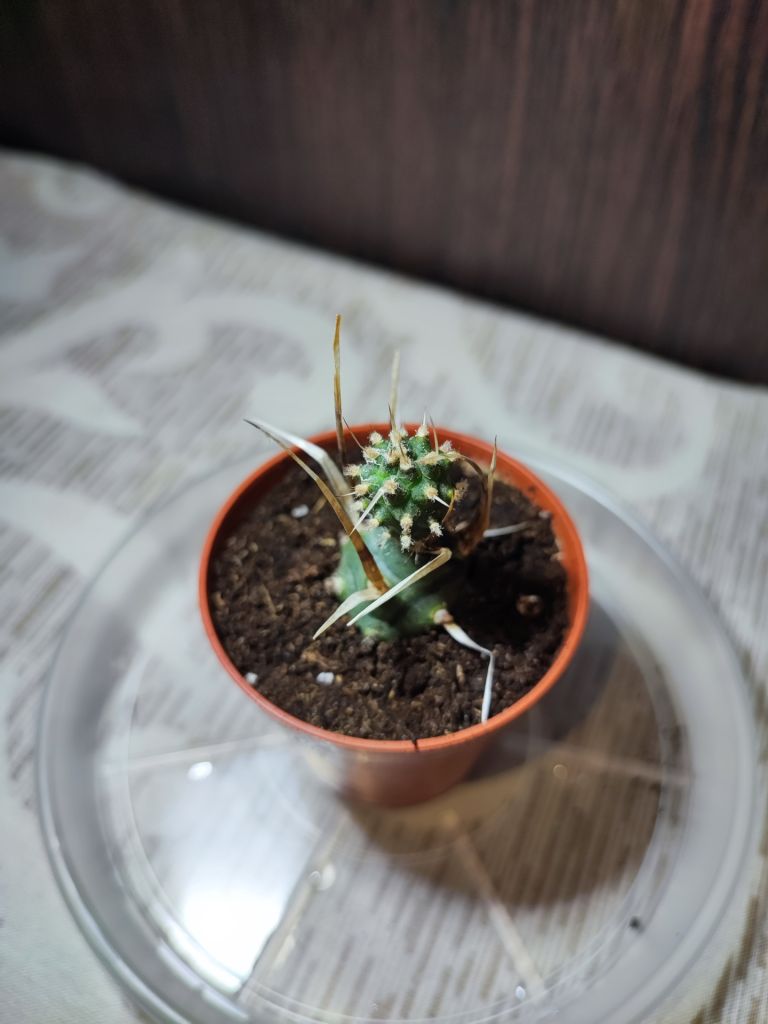 Тефрокактус артикулатус  (tephrocactus articulatus) - фото фото фото 2